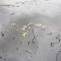 Water Primrose